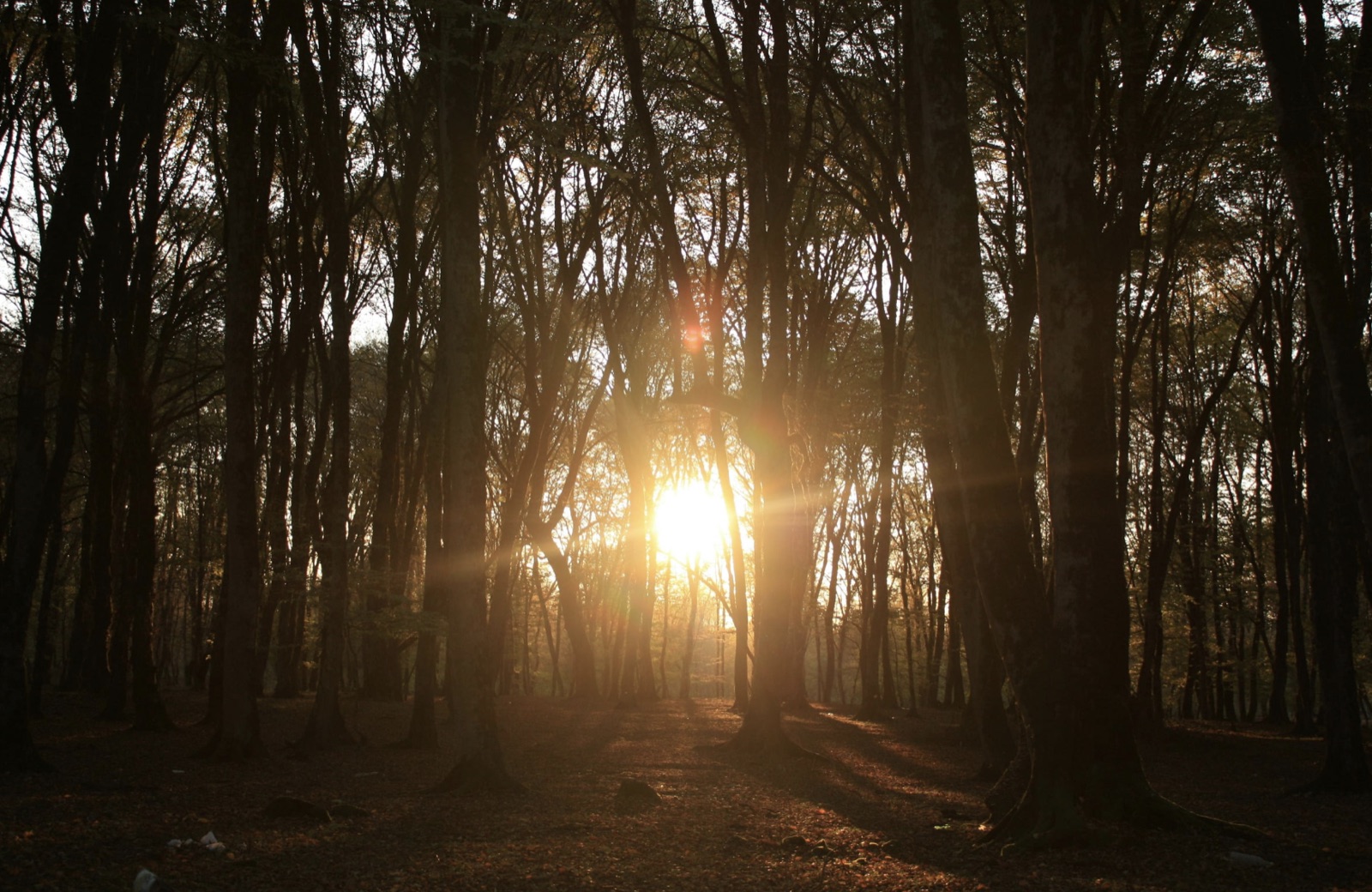 Bos met warm zonlicht tussen de bomen